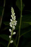 Seneca snakeroot